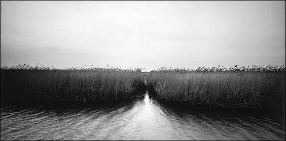Chris Everard - Cley Reedbeds - photograph