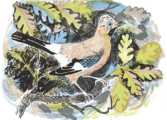 Mark Hearld - Jay - Lithograph